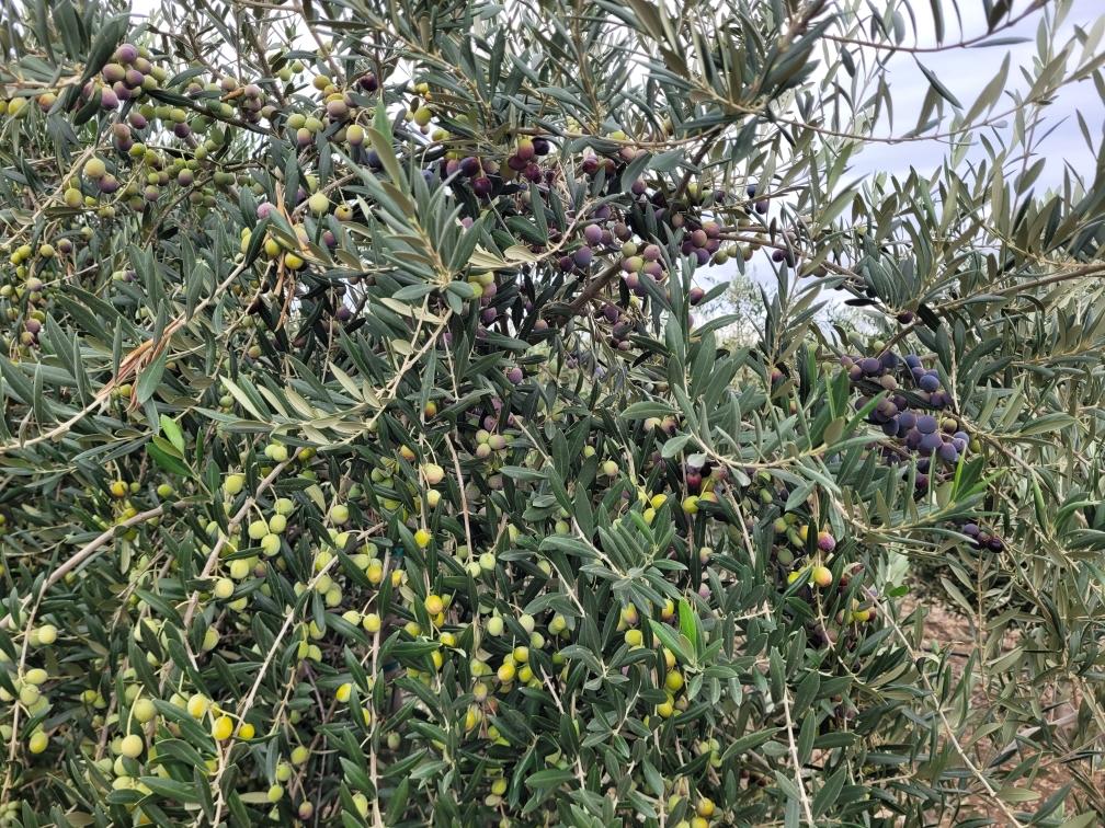 Arbequina olive harvest in Yolo County California