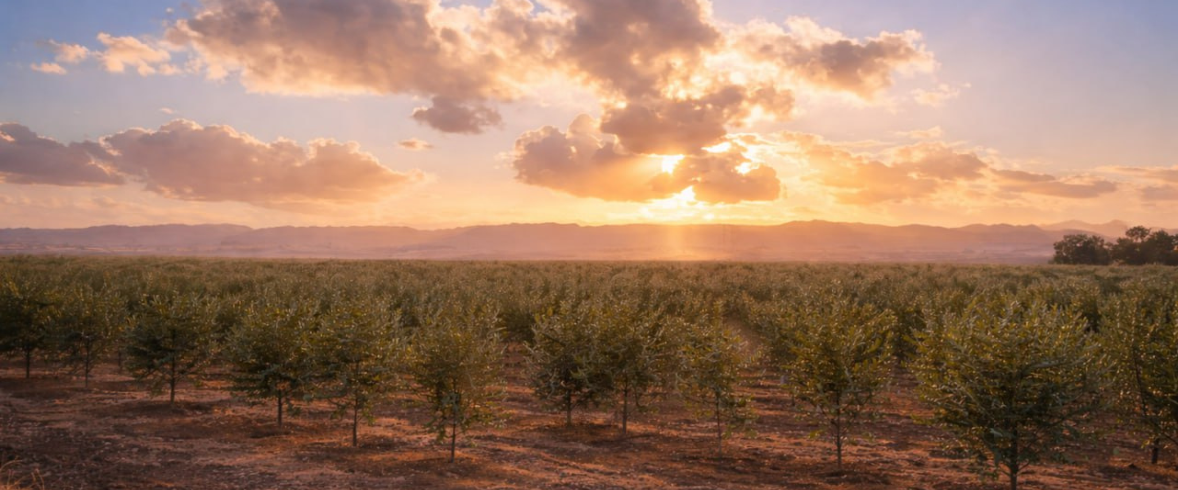 slider image 1621243260e1af0c20-0