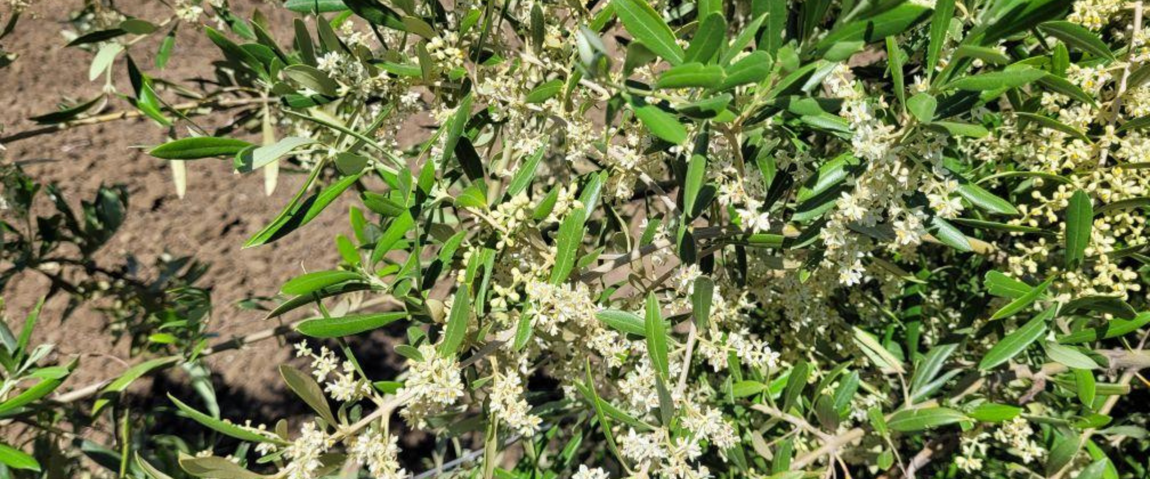 slider image slider_item_3PGkYt